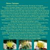 01_ Copiapoa